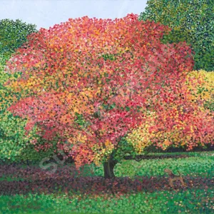 Acer Westonbirt Limited Edition Print